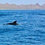 Danzante Island & Snorkel Tour from Villa del Palmar Hotel - Why This Tour Offers Good Value