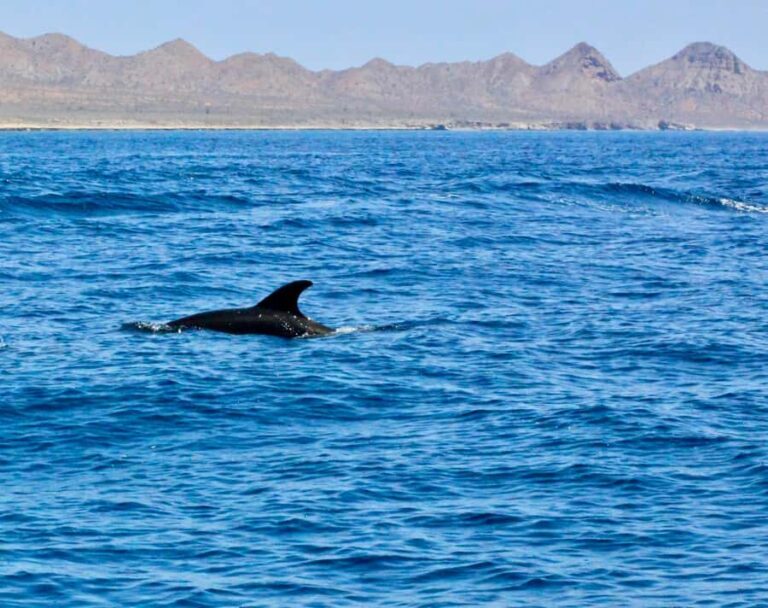 Danzante Island & Snorkel Tour from Villa del Palmar Hotel - Why This Tour Offers Good Value