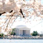 DC Cherry Blossom Guided Tour with Tidal Basin & Monuments - What Travelers Say: Authentic Perspectives