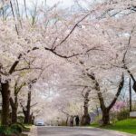 DC Kenwood Cherry Blossoms Half-Day Tour Small Group Max 12 - Practical Details and What You Get for the Price