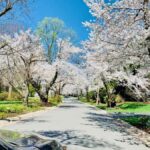 DC Kenwood Cherry Blossoms Small Group Max 12 Half-Day Tour - Who Will Appreciate This Tour?