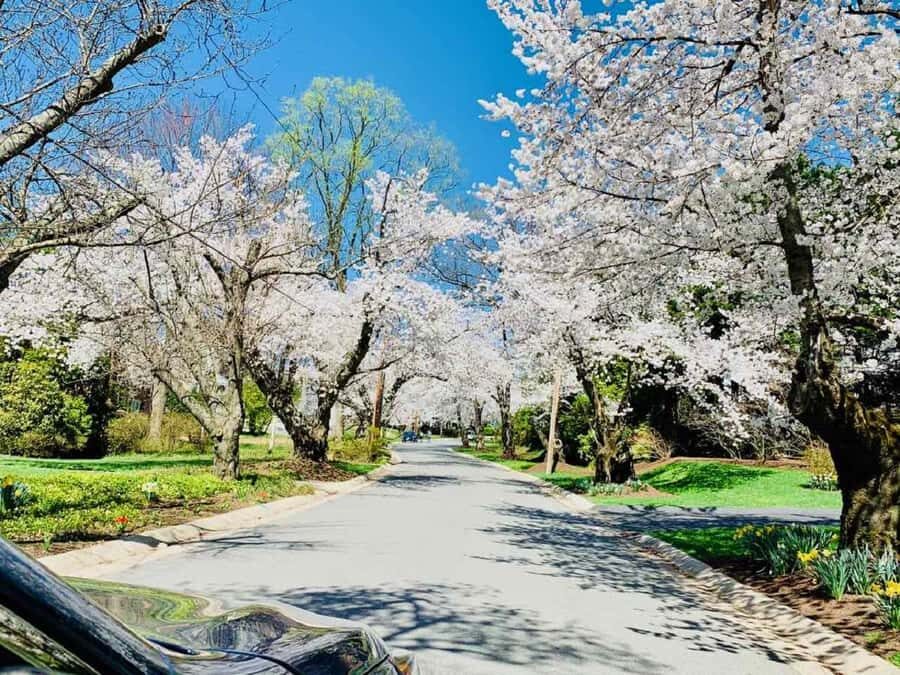 DC Kenwood Cherry Blossoms Small Group Max 12 Half-Day Tour - Who Will Appreciate This Tour?