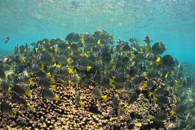 DE Huatulco Secret Reefs Snorkeling Tour DE Huatulco - Final Thoughts: Is This Tour Worth It?