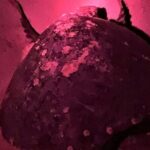 DE rismo and Night Monitoring of Sea Turtles - Reaching the Beach: The Heart of Sea Turtle Monitoring