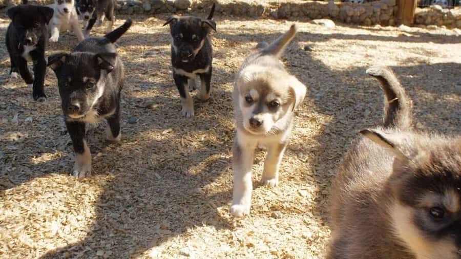 Denali: Husky Homestead Tour - Who Should Consider This Tour?