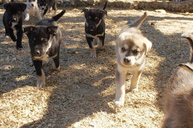 Denali Husky Kennel & Brewpub Visit  Half-Day Experience - How the Tour Delivers Value