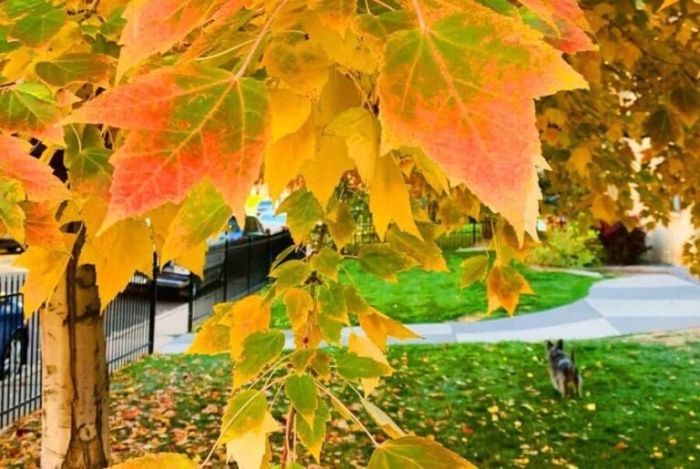 Denver City Highlights Tour - Breaking Down the Experience: What to Expect