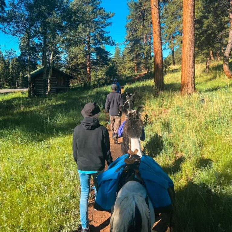 Denver: Llama Lunch in the Rocky Mountains - The Value of this Llama Lunch Experience