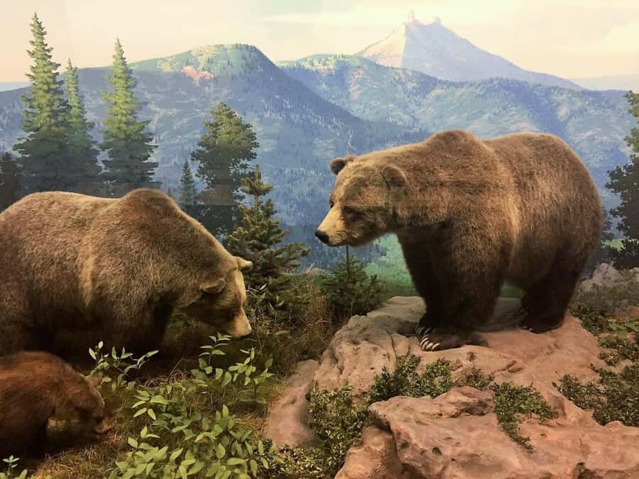 Denver: Museum of Nature and Science Ticket & Digital Tour - A Walk Through the Exhibits