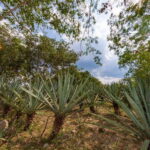 Desde Mérida: Haciendas de Yucatán - Seamless Pickup and Transportation