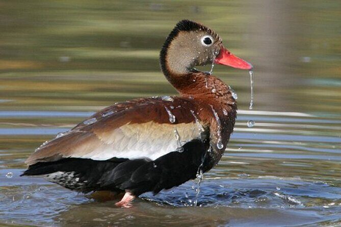 Desembocada and Ameca River Bird Paradise (Wetland and Tropical birds in PV) - Who Will Love This Tour?
