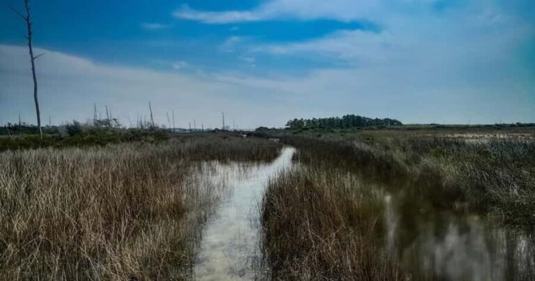 Destin: Clear Kayak Eco Tour with Island Stops - Who Will Enjoy This Tour?