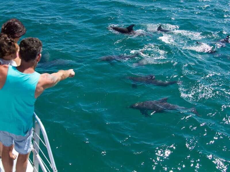 Destin: Dolphin Watching Cruise - Authentic Experiences and Real Guest Feedback