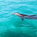 Destin: Public 3 Hour Crab Island and Harbor Tour - Who Will Love This Tour?