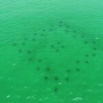 Destin: Reef Snorkeling Adventure - Why This Tour Offers Great Value