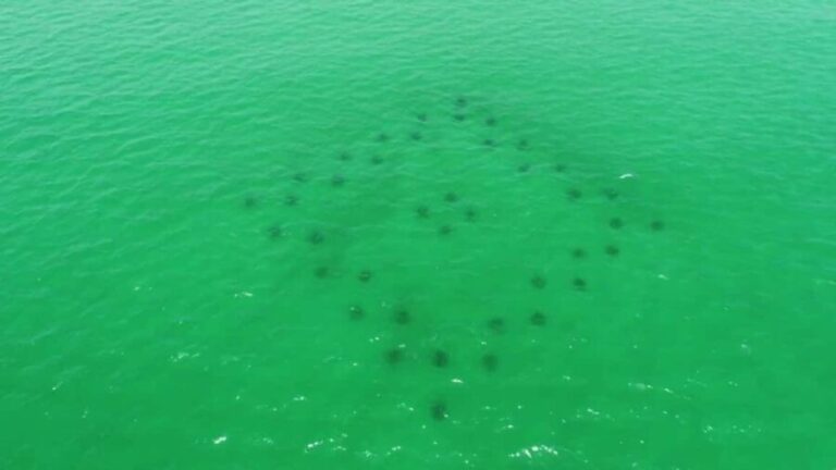 Destin: Reef Snorkeling Adventure - Why This Tour Offers Great Value