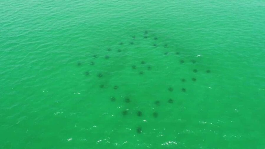 Destin: Reef Snorkeling Adventure - Why This Tour Offers Great Value