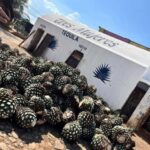 Destino Tequila: Experiencia Premier Privada - The Practical Side: What Makes This Tour Worth It?
