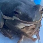 Devil's Swamp - Eco - Walking Tour - Who Should Consider This Tour?