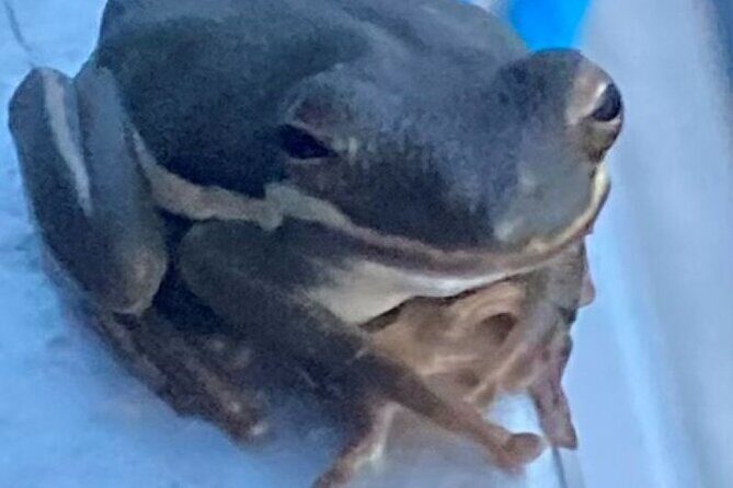 Devil's Swamp - Eco - Walking Tour - Who Should Consider This Tour?