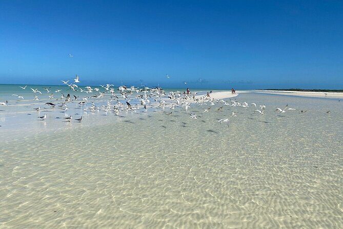 Discover Amazing Island of Holbox Punta Mosquitos, Included Transportation - What Past Travelers Say