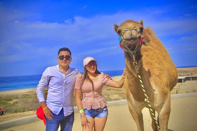 Discover Cabo San Lucas by camel ride - Why Travelers Keep Coming Back