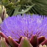 Discover Hidden Stairways & Canyon Paths: Private Urban Adventure - Authenticity and Uniqueness