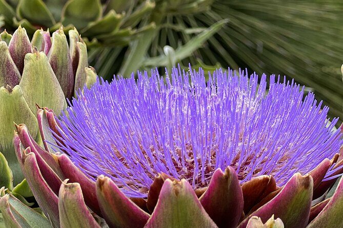 Discover Hidden Stairways & Canyon Paths: Private Urban Adventure - Authenticity and Uniqueness