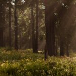 Discover Hiking Trails and a Convent in Desierto de los Leones - Value and Practical Considerations