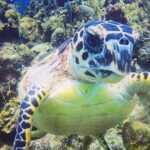 Discover Scuba Diving - Practical Details and What You Should Know