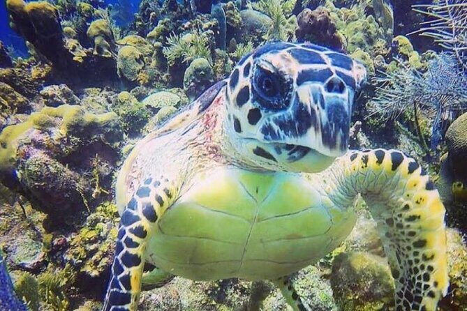 Discover Scuba Diving - Practical Details and What You Should Know