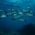 Discover Scuba Diving - The Itinerary: Step-by-Step