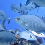 Discover Scuba Diving From Boat - What Makes This Tour Stand Out