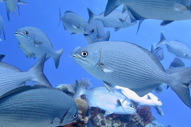 Discover Scuba Diving From Boat - What Makes This Tour Stand Out