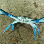 Discover Scuba Diving in cenote Casa including underwater video! - Final Thoughts