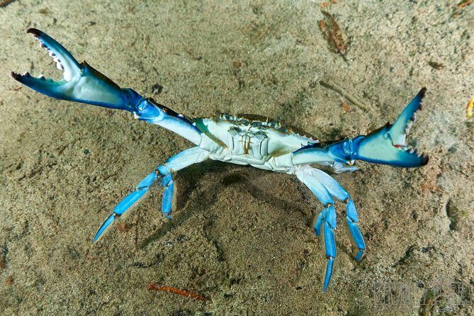 Discover Scuba Diving in cenote Casa including underwater video! - Final Thoughts