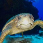 Discover Scuba Diving in Cozumel - The Equipment and Safety