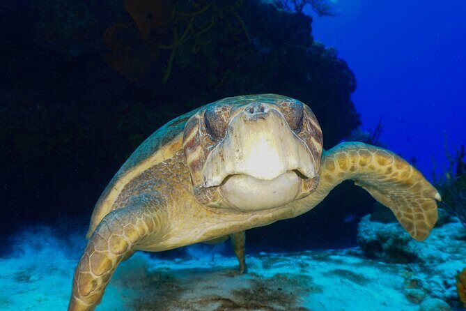 Discover Scuba Diving in Cozumel - The Equipment and Safety