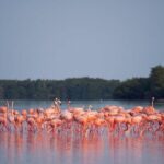 Discover the FABULOUS PINK WATERS at the Caribean (Las Coloradas+Río Lagartos) - Why This Tour Can Be a Great Choice