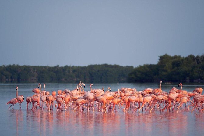Discover the FABULOUS PINK WATERS at the Caribean (Las Coloradas+Río Lagartos) - Why This Tour Can Be a Great Choice