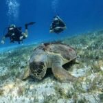 Diving for Beginners in Cozumel: Your First VIP Experience - A Closer Look at the Itinerary