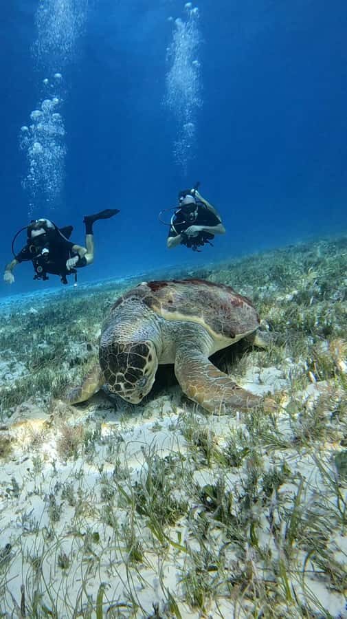 Diving for Beginners in Cozumel: Your First VIP Experience - A Closer Look at the Itinerary