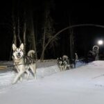 Dog Sledding and Northern Lights Combo Night - Final Thoughts