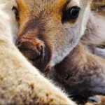 Dog Sledding & Animal Adventures  Anchorage Pickup - The Itinerary Breakdown: A Day Packed with Alaska’s Finest