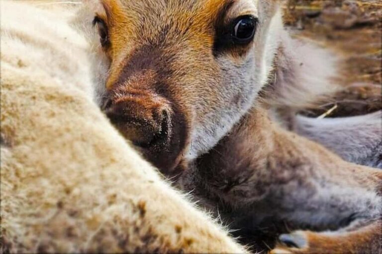 Dog Sledding & Animal Adventures Anchorage Pickup - The Itinerary Breakdown: A Day Packed with Alaska’s Finest