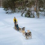 Dogsledding Upper Laurentians near Mont-Tremblant - The Kennel Visit and Post-Ride Comforts