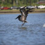 Dolphin and Manatee Kayak Tour - What to Expect on the Water