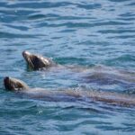 Dolphin and Sea Lion Tour of Catalina Island - The Experience on Board