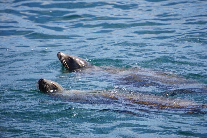 Dolphin and Sea Lion Tour of Catalina Island - The Experience on Board