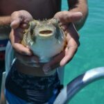 Dolphin and Snorkeling Activity in Panama City Florida - Who Will Love This Tour?